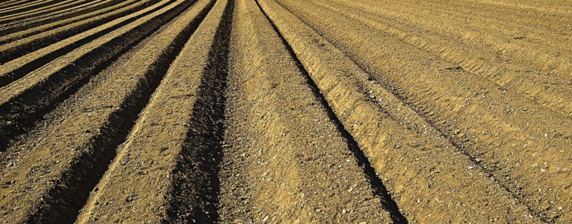 EDN Soil Application Sustainable Crop Protection