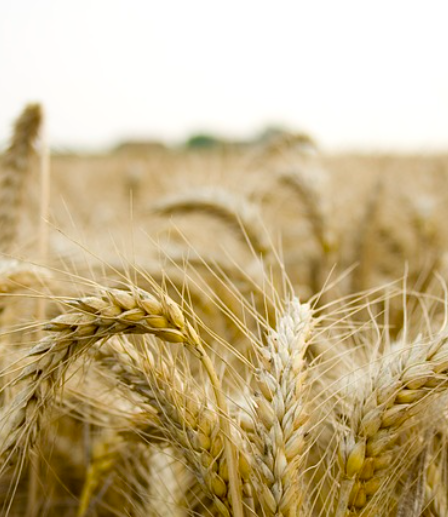 AGRO